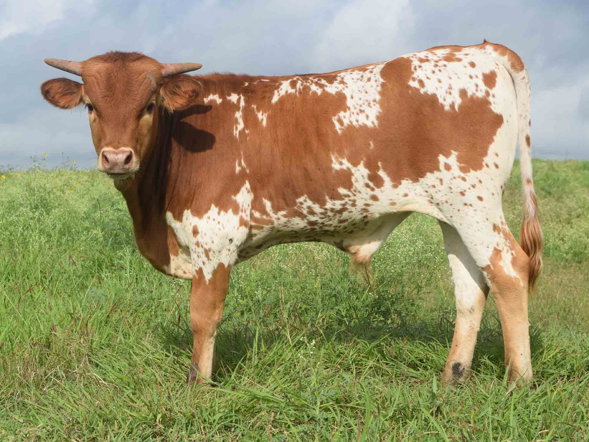 Rocking O Longhorns Texas Longhorn bull calves for sale